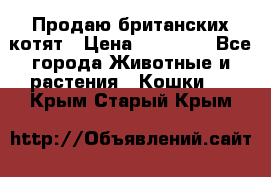 Продаю британских котят › Цена ­ 30 000 - Все города Животные и растения » Кошки   . Крым,Старый Крым